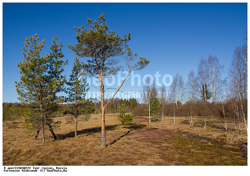 �������� �������, �������� ������, ������������ ������, ������������� ���, �������� �������, �����, ������, ������ ��������, �����, ���������� ��������, ������������ ��������, ������������ ��������, XYZ, ��������, Pinaceae, ����� ������������, ����� �������, ����� ������, ����� �������, Pinus sylvestris