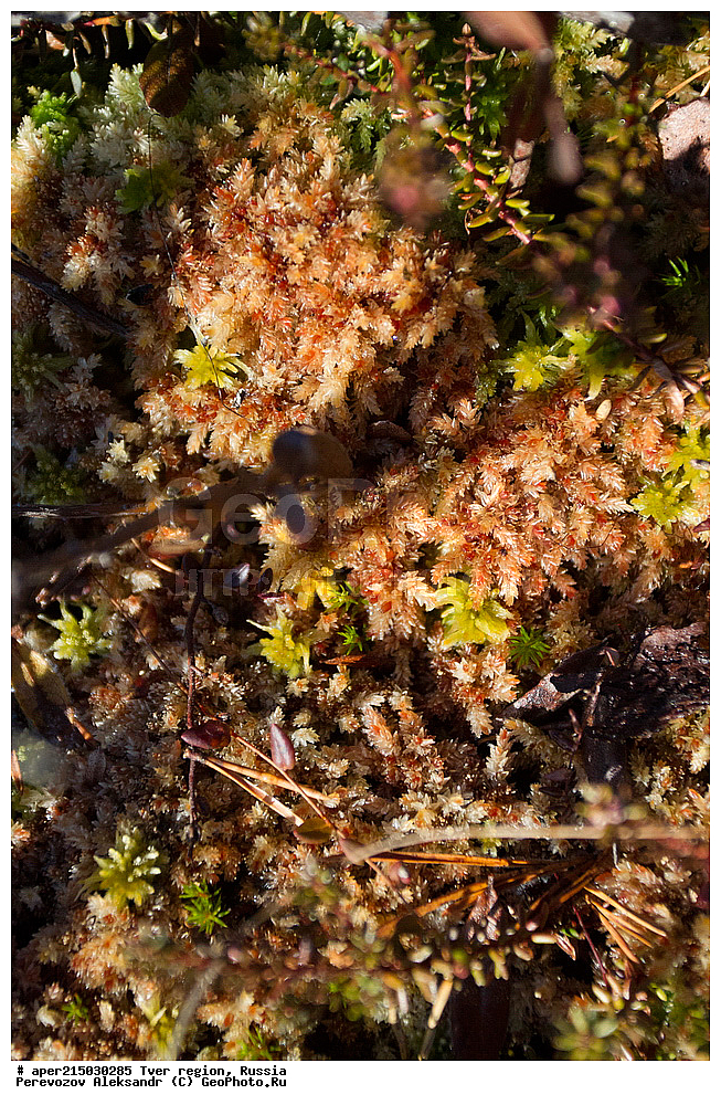 �������� �������, ����������-������ ��������������� ��������� ���������� ����������, ����������-������ ����������, ���������� �������������, ������, ����, ������, ������ ��������, �����, ���������� ��������, ������������ ��������, ������������ ��������, XYZ, ���������, Sphagnaceae, �����, ������� ����������? Sphagnum girgensohnii