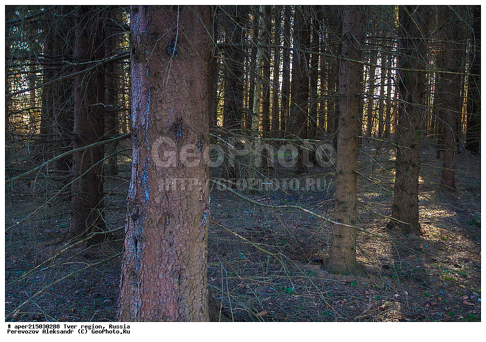 �������� �������, ����������-������ ��������������� ��������� ���������� ����������, ����������-������ ����������, ���������� �������������, ������, ����, ������, �������, ����, ������, ��� ������������, Picea abies, ���, ��������, ������ ��������, �����, ���������� ��������, ������������ ��������, ������������ ��������, ������, ����������� ��������, �����������, XYZ, ��������, Pinaceae, ��� ������������, ��� �����������, Picea abies, ������