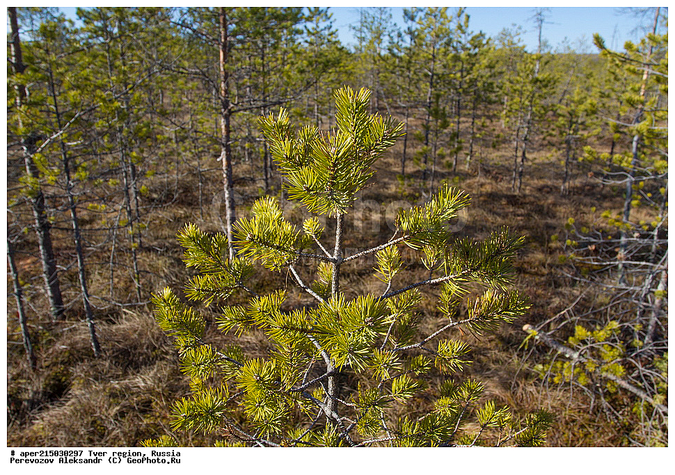 �������� �������, �������� ������, ������������ ������, ������������� ���, �������� �������, �����, ������, ������ ��������, �����, ���������� ��������, ������������ ��������, ������������ ��������, XYZ, ��������, Pinaceae, ����� ������������, ����� �������, ����� ������, ����� �������, Pinus sylvestris