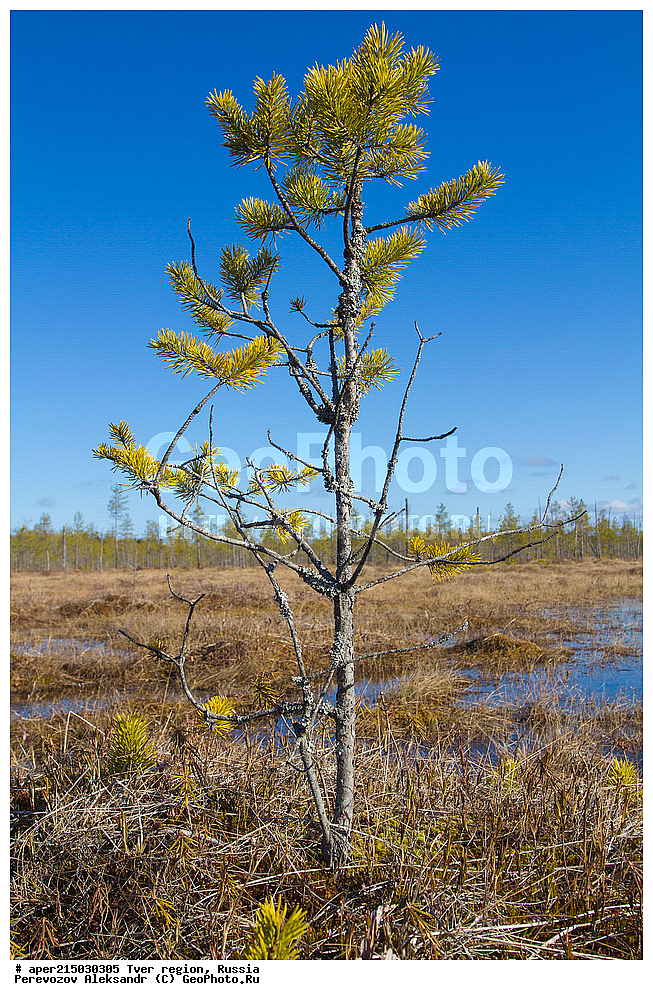 �������� �������, �������� ������, ������������ ������, ������������� ���, �������� �������, �����, ������, ������ ��������, �����, ���������� ��������, ������������ ��������, ������������ ��������, XYZ, ��������, Pinaceae, ����� ������������, ����� �������, ����� ������, ����� �������, Pinus sylvestris