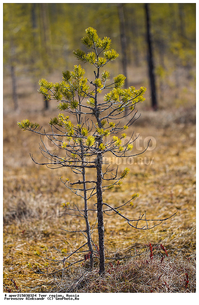 �������� �������, �������� ������, ������������ ������, ������������� ���, �������� �������, �����, ������, ������ ��������, �����, ���������� ��������, ������������ ��������, ������������ ��������, XYZ, ��������, Pinaceae, ����� ������������, ����� �������, ����� ������, ����� �������, Pinus sylvestris