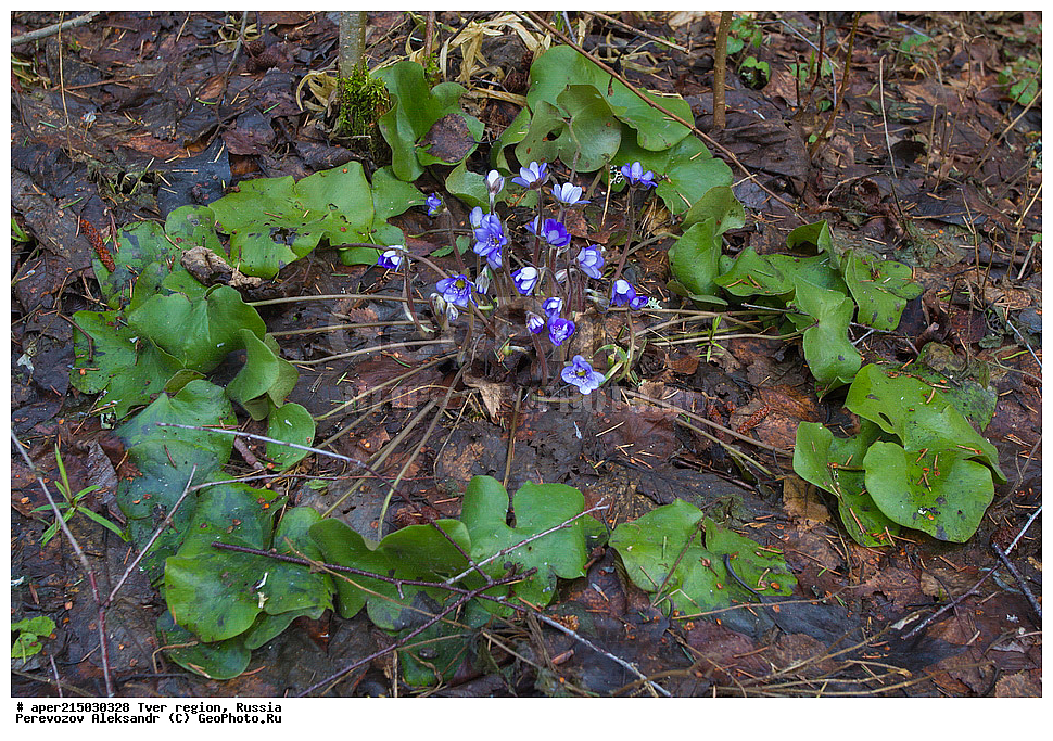 �������� �������, ����������-������ ��������������� ��������� ���������� ����������, ����������-������ ����������, ���������� �������������, ������, ����, ������, ������ ��������, �����, ���������� ��������, ������������ ��������, ������������ ��������, XYZ, ���������, Ranunculaceae, ����������� �����������, ����������� ������������, ����������� �����������, ����������� ������������, ��������� �����������, Hepatica nobilis, Anemone hepatica, ������, �����