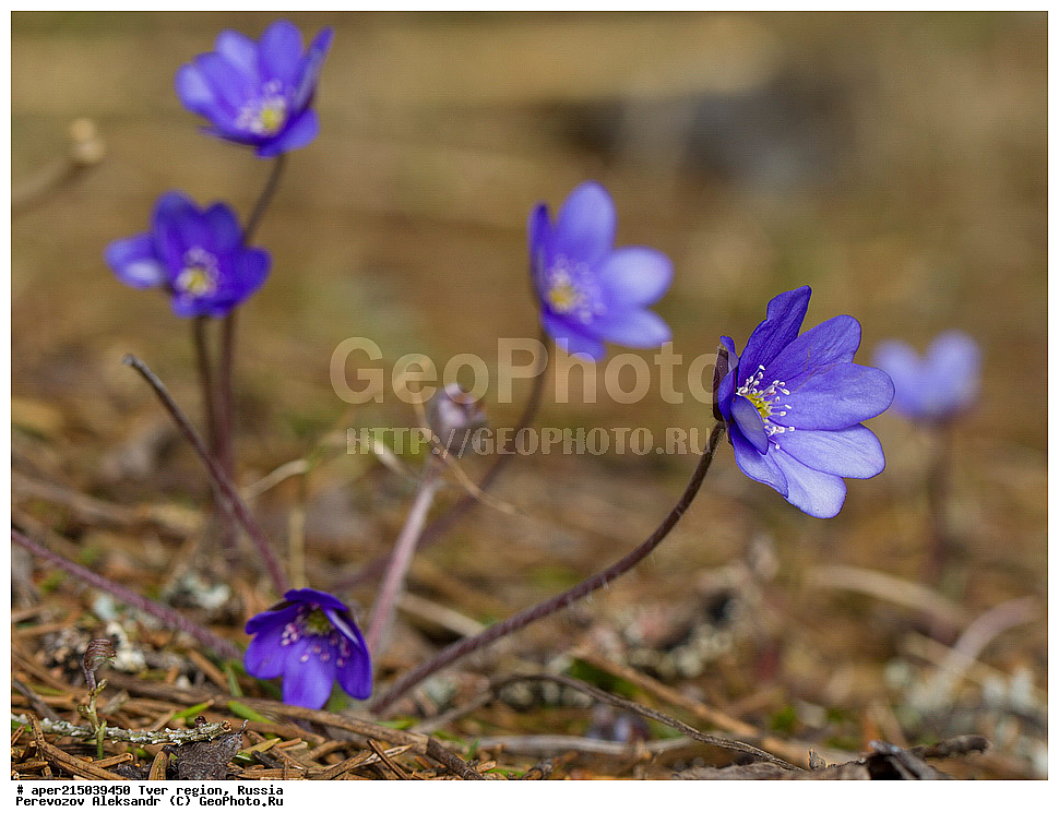 �������� �������, ����������-������ ��������������� ��������� ���������� ����������, ����������-������ ����������, ���������� �������������, ������, ����, ������, ������ ��������, �����, ���������� ��������, ������������ ��������, ������������ ��������, XYZ, ���������, Ranunculaceae, ����������� �����������, ����������� ������������, ����������� �����������, ����������� ������������, ��������� �����������, Hepatica nobilis, Anemone hepatica, ������, �����