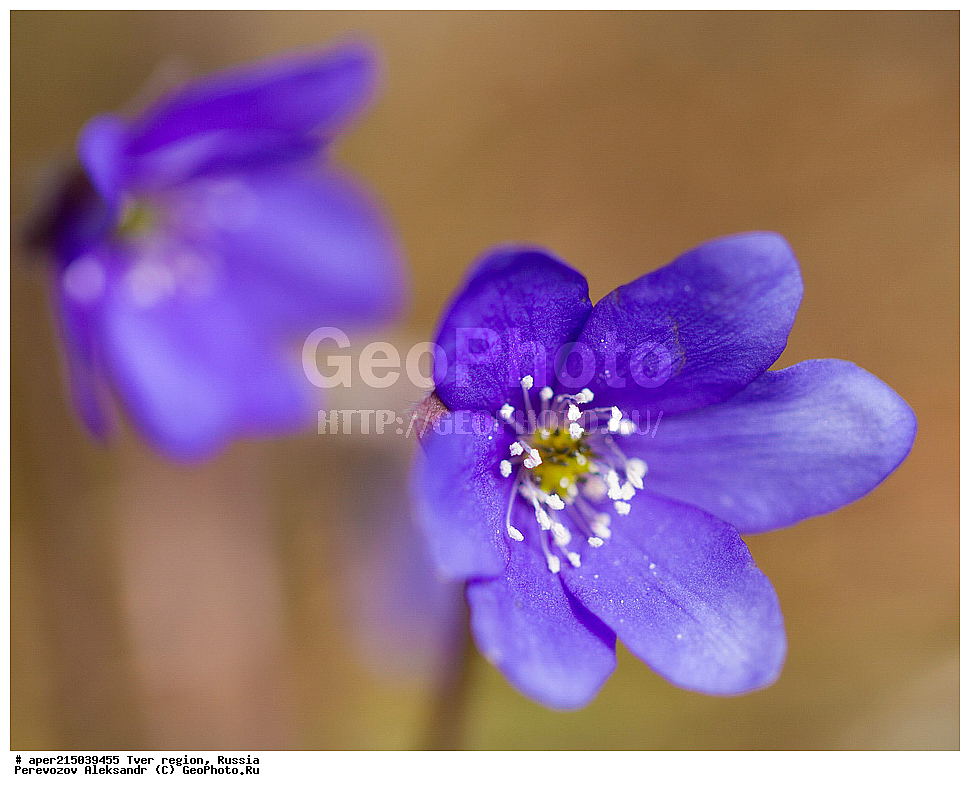 �������� �������, ����������-������ ��������������� ��������� ���������� ����������, ����������-������ ����������, ���������� �������������, ������, ����, ������, ������ ��������, �����, ���������� ��������, ������������ ��������, ������������ ��������, XYZ, ���������, Ranunculaceae, ����������� �����������, ����������� ������������, ����������� �����������, ����������� ������������, ��������� �����������, Hepatica nobilis, Anemone hepatica, ������, �����