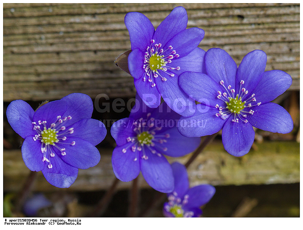 �������� �������, ����������-������ ��������������� ��������� ���������� ����������, ����������-������ ����������, ���������� �������������, ������, ����, ������, ������ ��������, �����, ���������� ��������, ������������ ��������, ������������ ��������, XYZ, ���������, Ranunculaceae, ����������� �����������, ����������� ������������, ����������� �����������, ����������� ������������, ��������� �����������, Hepatica nobilis, Anemone hepatica, ������, �����