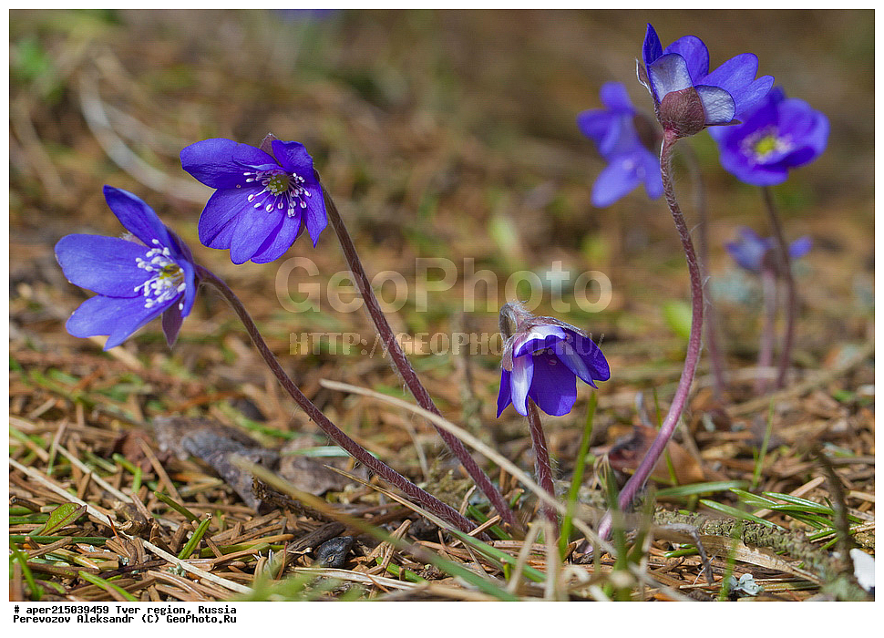 �������� �������, ����������-������ ��������������� ��������� ���������� ����������, ����������-������ ����������, ���������� �������������, ������, ����, ������, ������ ��������, �����, ���������� ��������, ������������ ��������, ������������ ��������, XYZ, ���������, Ranunculaceae, ����������� �����������, ����������� ������������, ����������� �����������, ����������� ������������, ��������� �����������, Hepatica nobilis, Anemone hepatica, ������, �����