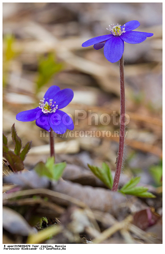 �������� �������, ����������-������ ��������������� ��������� ���������� ����������, ����������-������ ����������, ���������� �������������, ������, ����, ������, ������ ��������, �����, ���������� ��������, ������������ ��������, ������������ ��������, XYZ, ���������, Ranunculaceae, ����������� �����������, ����������� ������������, ����������� �����������, ����������� ������������, ��������� �����������, Hepatica nobilis, Anemone hepatica, ������, �����