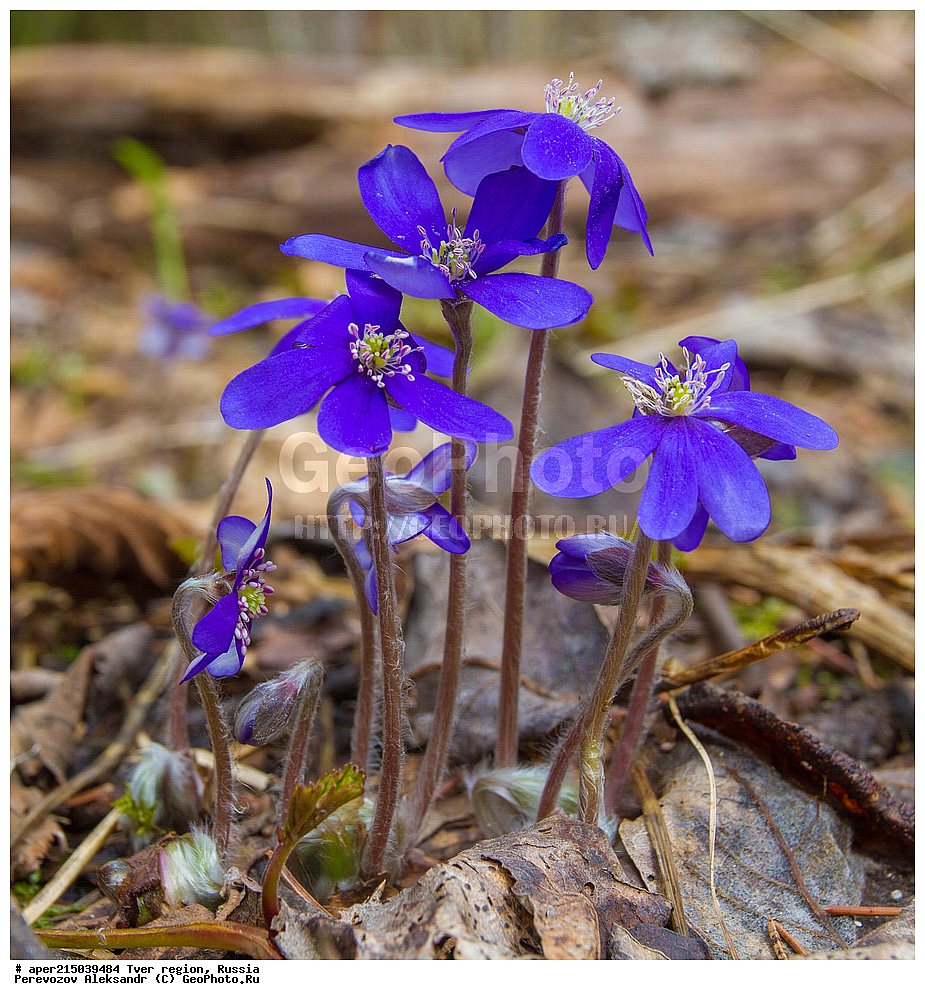 �������� �������, ����������-������ ��������������� ��������� ���������� ����������, ����������-������ ����������, ���������� �������������, ������, ����, ������, ������ ��������, �����, ���������� ��������, ������������ ��������, ������������ ��������, XYZ, ���������, Ranunculaceae, ����������� �����������, ����������� ������������, ����������� �����������, ����������� ������������, ��������� �����������, Hepatica nobilis, Anemone hepatica, ������, �����