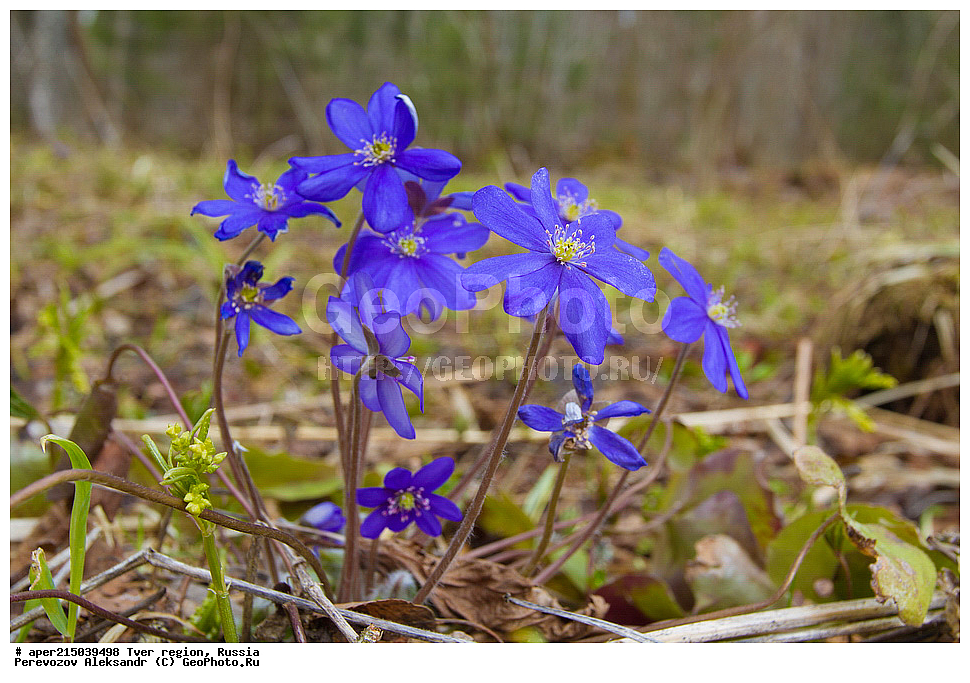 �������� �������, ����������-������ ��������������� ��������� ���������� ����������, ����������-������ ����������, ���������� �������������, ������, ����, ������, ������ ��������, �����, ���������� ��������, ������������ ��������, ������������ ��������, XYZ, ���������, Ranunculaceae, ����������� �����������, ����������� ������������, ����������� �����������, ����������� ������������, ��������� �����������, Hepatica nobilis, Anemone hepatica, ������, �����