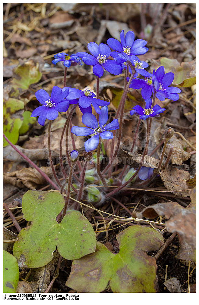 �������� �������, ����������-������ ��������������� ��������� ���������� ����������, ����������-������ ����������, ���������� �������������, ������, ����, ������, ������ ��������, �����, ���������� ��������, ������������ ��������, ������������ ��������, XYZ, ���������, Ranunculaceae, ����������� �����������, ����������� ������������, ����������� �����������, ����������� ������������, ��������� �����������, Hepatica nobilis, Anemone hepatica, ������, �����