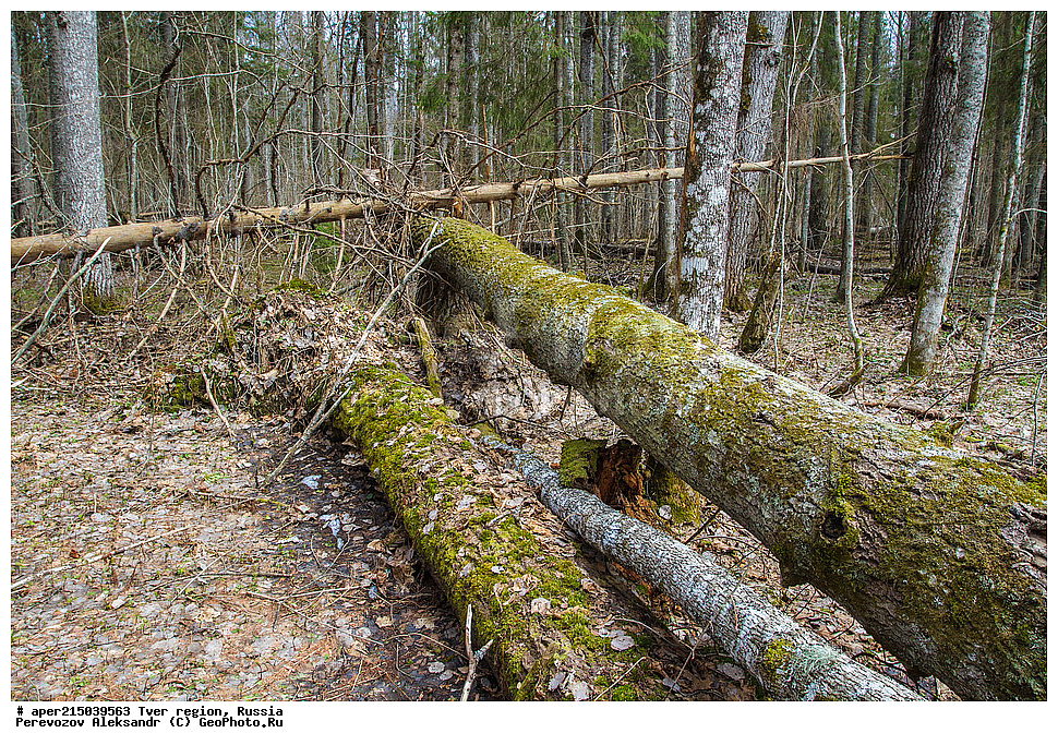 �������� �������, ����������-������ ��������������� ��������� ���������� ����������, ����������-������ ����������, ���������� �������������, ������, ����, ������, �������, ����, ��������� ����� ��������� ����