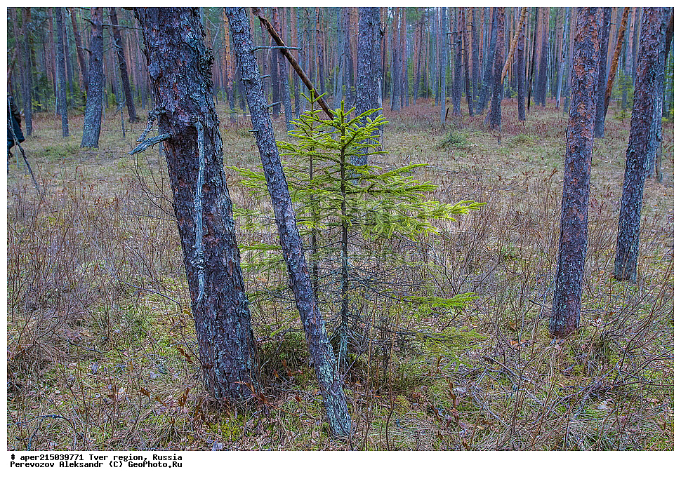 �������� �������, ����������-������ ��������������� ��������� ���������� ����������, ����������-������ ����������, ���������� �������������, ������, ����, ������, �������, ����, ������������ ������, ������� ��� � ��������, ��� ������������, Picea abies, ���, ��������, ������ ��������, �����, ���������� ��������, ������������ ��������, ������������ ��������, ������, ����������� ��������, �����������, XYZ, ��������, Pinaceae, ��� ������������, ��� �����������, Picea abies