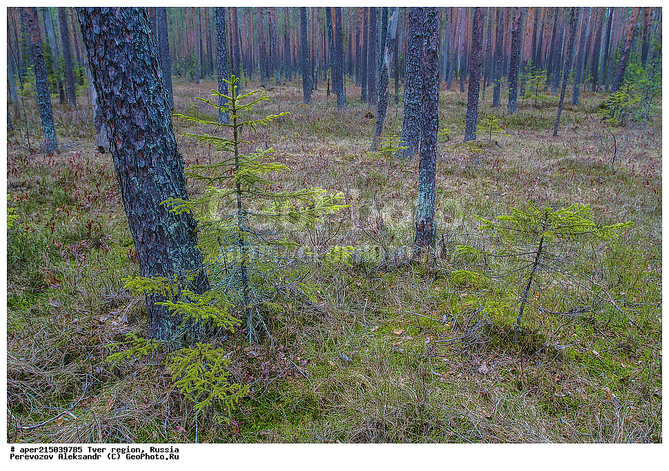 �������� �������, ����������-������ ��������������� ��������� ���������� ����������, ����������-������ ����������, ���������� �������������, ������, ����, ������, �������, ����, ������������ ������, ������� ��� � ��������, ��� ������������, Picea abies, ���, ��������, ������ ��������, �����, ���������� ��������, ������������ ��������, ������������ ��������, ������, ����������� ��������, �����������, XYZ, ��������, Pinaceae, ��� ������������, ��� �����������, Picea abies