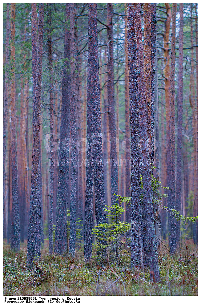 �������� �������, ����������-������ ��������������� ��������� ���������� ����������, ����������-������ ����������, ���������� �������������, ������, ����, ������, �������, ����, ������������ ������