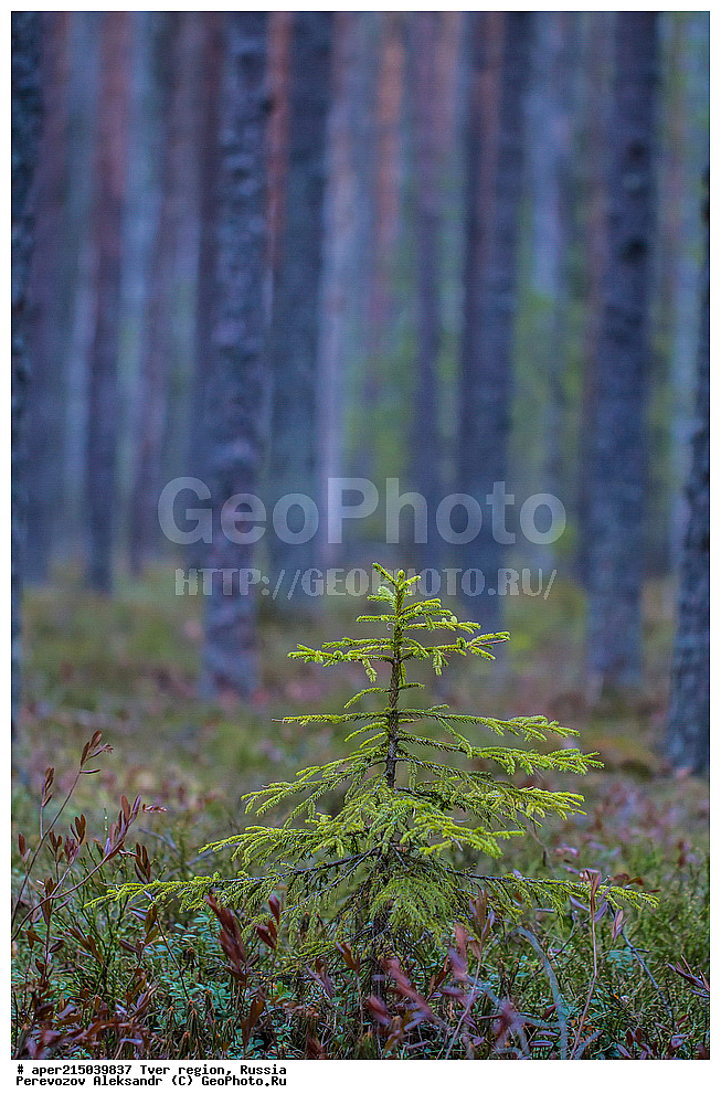 �������� �������, ����������-������ ��������������� ��������� ���������� ����������, ����������-������ ����������, ���������� �������������, ������, ����, ������, �������, ����, ������������ ������, ������� ��� � ��������, ��� ������������, Picea abies, ���, ��������, ������ ��������, �����, ���������� ��������, ������������ ��������, ������������ ��������, ������, ����������� ��������, �����������, XYZ, ��������, Pinaceae, ��� ������������, ��� �����������, Picea abies