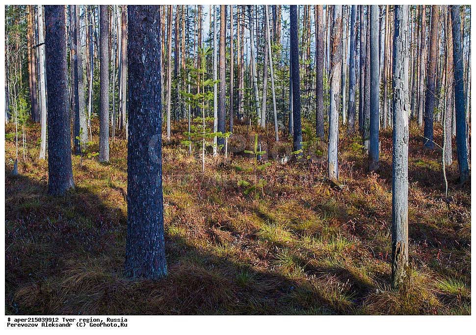 �������� �������, ����������-������ ��������������� ��������� ���������� ����������, ����������-������ ����������, ���������� �������������, ������, ����, ������, �������, ����, ������������ ������