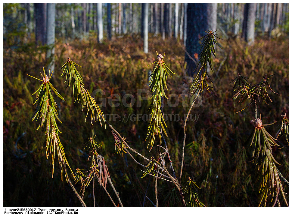 �������� �������, ����������-������ ��������������� ��������� ���������� ����������, ����������-������ ����������, ���������� �������������, ������, ����, ������, ������ ��������, �����, ���������� ��������, ������������ ��������, ������������ ��������, XYZ, ����������, Ericaceae, ��������� ��������, ����� ��������, ���������, Ledum palustre,Rhododendron tomentosum, Ledum tomentosum, Rhododendron palustre, ���������, ����������, ������������ ��������, ������������ ��������, ������������, ������������ �����������, �����������, ������������, ���������, �����, ����������