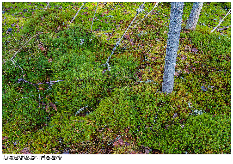 �������� �������, ����������-������ ��������������� ��������� ���������� ����������, ����������-������ ����������, ���������� �������������, ������, ����, ������, ������ ��������, �����, ���������� ��������, ������������ ��������, ������������ ��������, XYZ, ������������, Polytrichaceae, �������� �� ������������, �������� ��� ������������, ���������� ������������, Polytrichum commune