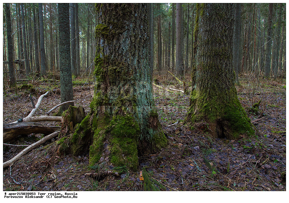 �������� �������, ����������-������ ��������������� ��������� ���������� ����������, ����������-������ ����������, ���������� �������������, ������, ����, ������, �������, ����, ��������� ����� ��������� ����, ��� ������������, Picea abies, ���, ��������, ������ ��������, �����, ���������� ��������, ������������ ��������, ������������ ��������, ������, ����������� ��������, �����������, XYZ, ��������, Pinaceae, ��� ������������, ��� �����������, Picea abies, ������