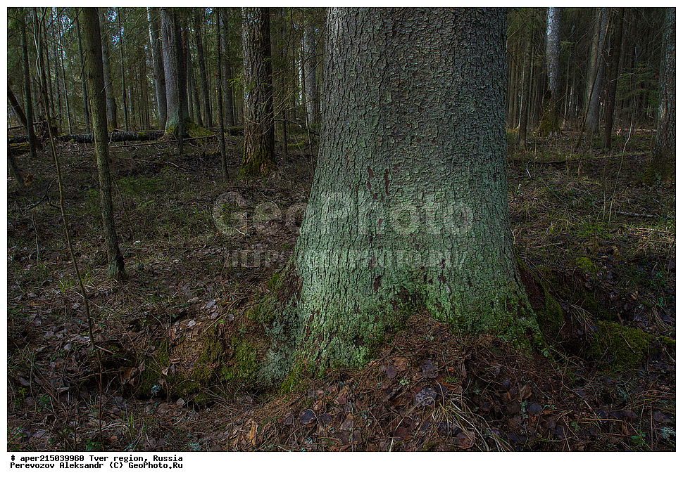 �������� �������, ����������-������ ��������������� ��������� ���������� ����������, ����������-������ ����������, ���������� �������������, ������, ����, ������, �������, ����, ��������� ����� ��������� ����, ��� ������������, Picea abies, ���, ��������, ������ ��������, �����, ���������� ��������, ������������ ��������, ������������ ��������, ������, ����������� ��������, �����������, XYZ, ��������, Pinaceae, ��� ������������, ��� �����������, Picea abies, ������