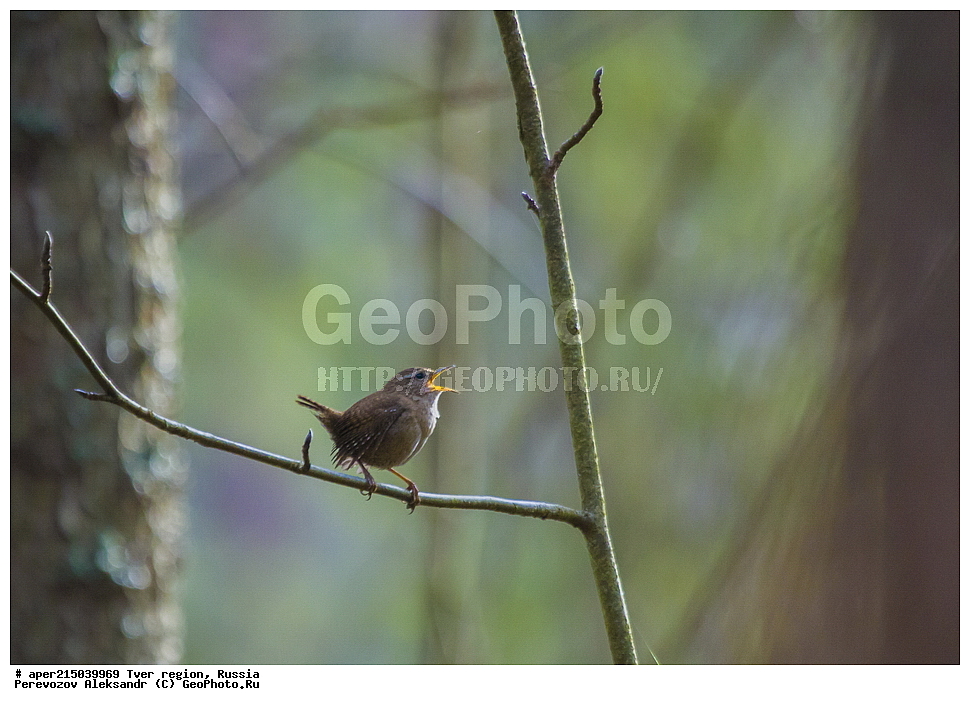 �������� �������, ����������-������ ��������������� ��������� ���������� ����������, ����������-������ ����������, ���������� �������������, ������, ����, ������, ��������, ��������, ��������, �����������, �����, �����, XYZ, �������������, Troglodytidae, ���������, �����������, ������, Troglodytes troglodytes, Nannus troglodytes