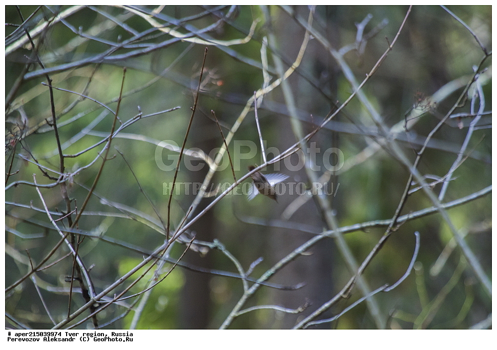 �������� �������, ����������-������ ��������������� ��������� ���������� ����������, ����������-������ ����������, ���������� �������������, ������, ����, ������, ��������, ��������, ��������, �����������, �����, �����, XYZ, �������������, Troglodytidae, ���������, �����������, ������, Troglodytes troglodytes, Nannus troglodytes