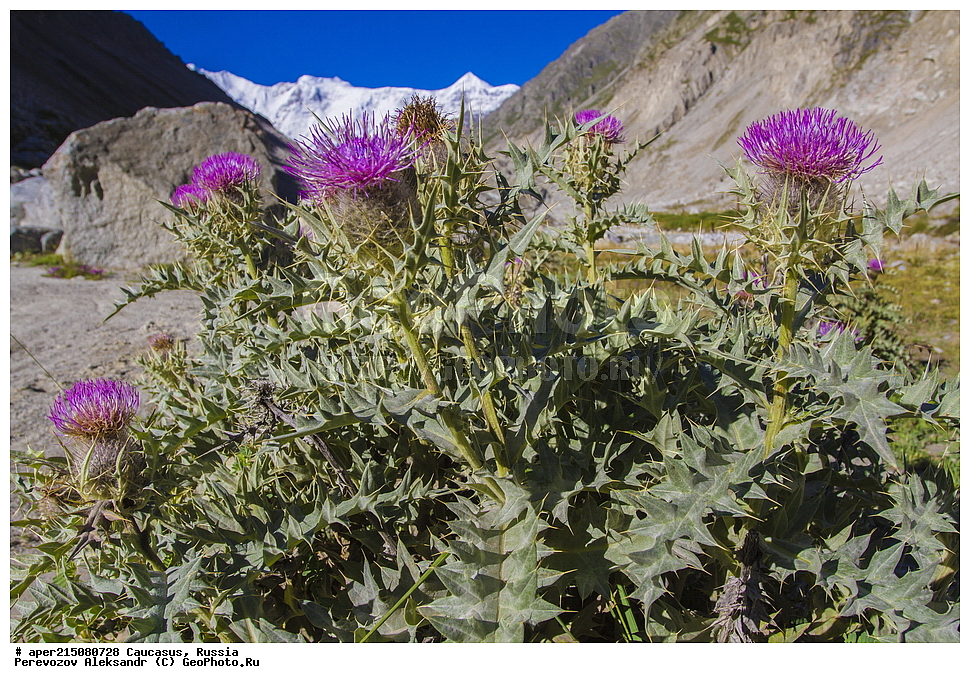 ���������-��������, �������� ������, ������, �������, ���������-���������� ����������, ����, ���������-���������� ������������ ����������,������ ��������, �����, ���������� ��������, ������������ ��������, ������������ ��������, ������, �����, XYZ, ��������, �������������, Asteraceae, Compositae, ����� ������������, ����� ����������, ����� ����������, Cirsium pugnax, Cirsium munitum, Cnicus munitus