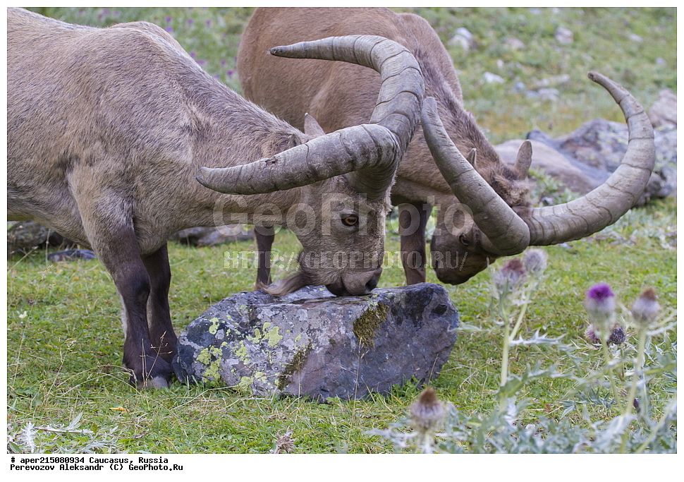 ���������-��������, �������� ������, ������, �������, ���������-���������� ����������, ����, ���������-���������� ������������ ����������, ��������, ��������, �������������, �������������, �����, �����, XYZ, ���������, Bovidae, ������������������ ���, ������������ ���, Capra cylindricornis