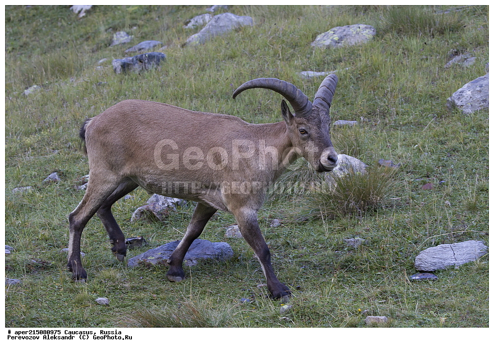 ���������-��������, �������� ������, ������, �������, ���������-���������� ����������, ����, ���������-���������� ������������ ����������, ��������, ��������, �������������, �������������, �����, �����, XYZ, ���������, Bovidae, ������������������ ���, ������������ ���, Capra cylindricornis