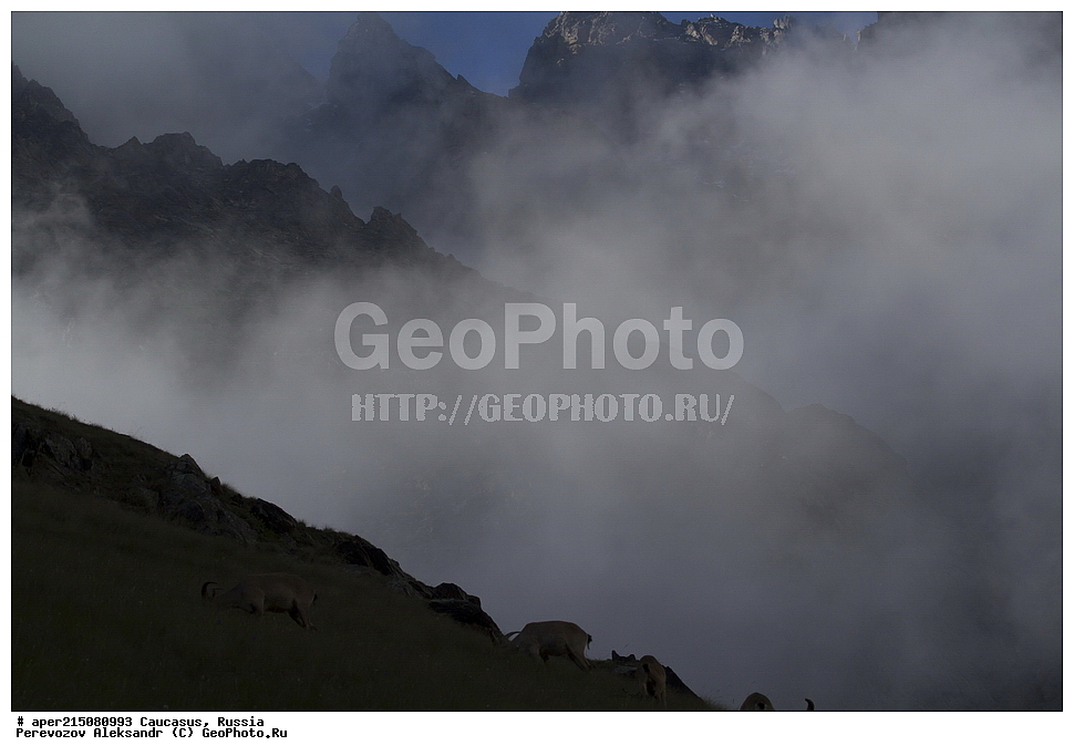 ���������-��������, �������� ������, ������, �������, ���������-���������� ����������, ����, ���������-���������� ������������ ����������, ��������, ��������, �������������, �������������, �����, �����, XYZ, ���������, Bovidae, ������������������ ���, ������������ ���, Capra cylindricornis