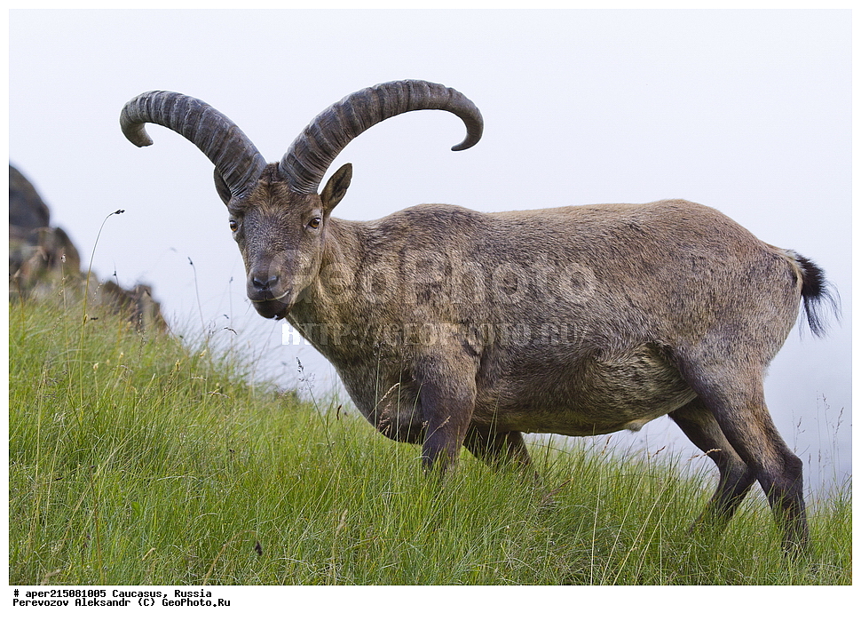 ���������-��������, �������� ������, ������, �������, ���������-���������� ����������, ����, ���������-���������� ������������ ����������, ��������, ��������, �������������, �������������, �����, �����, XYZ, ���������, Bovidae, ������������������ ���, ������������ ���, Capra cylindricornis