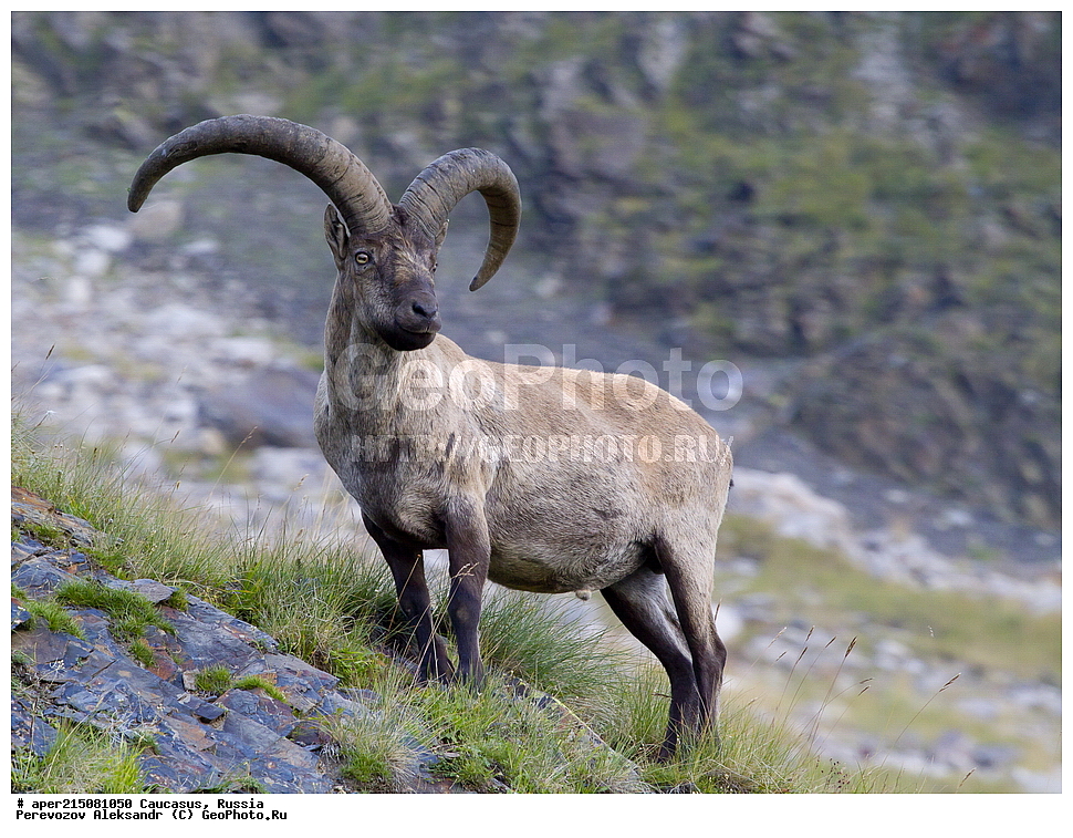 ���������-��������, �������� ������, ������, �������, ���������-���������� ����������, ����, ���������-���������� ������������ ����������, ��������, ��������, �������������, �������������, �����, �����, XYZ, ���������, Bovidae, ������������������ ���, ������������ ���, Capra cylindricornis