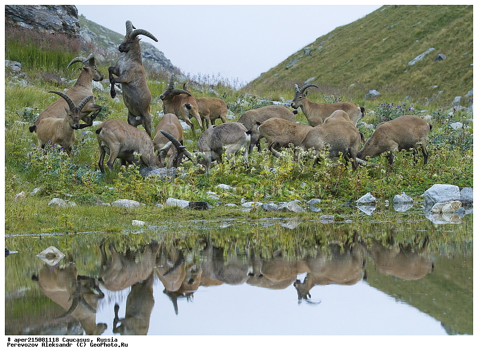 ���������-��������, �������� ������, ������, �������, ���������-���������� ����������, ����, ���������-���������� ������������ ����������, ��������, ��������, �������������, �������������, �����, �����, XYZ, ���������, Bovidae, ������������������ ���, ������������ ���, Capra cylindricornis