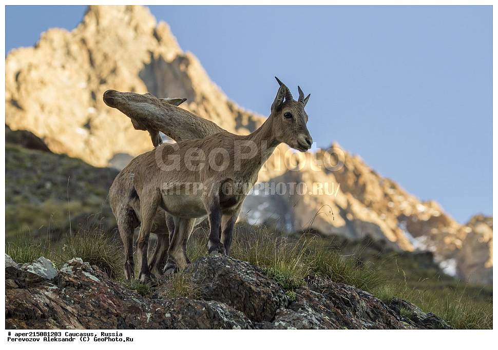 ���������-��������, �������� ������, ������, �������, ���������-���������� ����������, ����, ���������-���������� ������������ ����������, ��������, ��������, �������������, �������������, �����, �����, XYZ, ���������, Bovidae, ������������������ ���, ������������ ���, Capra cylindricornis