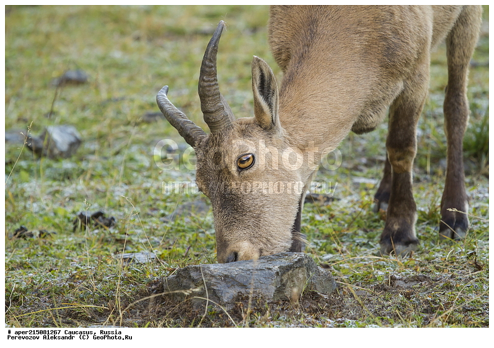 ���������-��������, �������� ������, ������, �������, ���������-���������� ����������, ����, ���������-���������� ������������ ����������, ��������, ��������, �������������, �������������, �����, �����, XYZ, ���������, Bovidae, ������������������ ���, ������������ ���, Capra cylindricornis