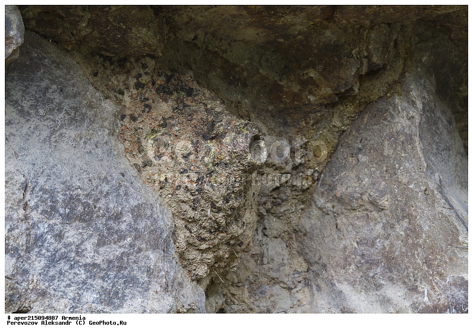 ������, ����� ������, ����������, ���������� �������, ��������, ��������, �����, �����, ��������, �����������, XYZ, �����������, Sittidae, ����� �������� ���������