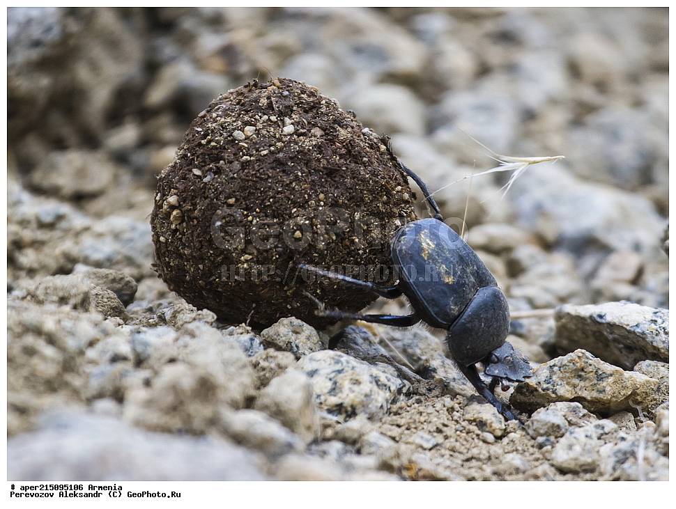  ����� ������, ����������, ���������� �������,, ��������, ��������, ���������, ���������, ���, ����,
XYZ, ���������������, Scarabaeidae, Scarabaeidae, ��������� ��������, Scarabaeus sacer
, ��������������, �������������, ��������������