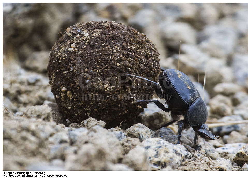  ����� ������, ����������, ���������� �������,, ��������, ��������, ���������, ���������, ���, ����,
XYZ, ���������������, Scarabaeidae, Scarabaeidae, ��������� ��������, Scarabaeus sacer
, ��������������, �������������, ��������������