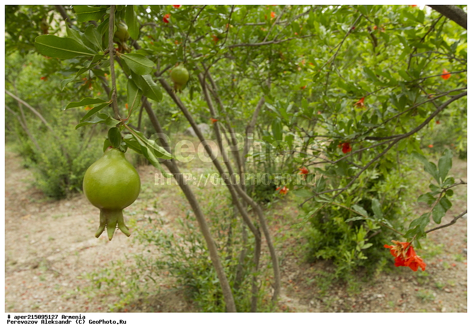  ����� ������, ����������, ���������� �������,, ��������, ��������, ���������, ���������, ���, ����,
���, ��������, ����� ������, ����������, ���������� �������, ������ ��������, �����, ���������� ��������, ������� ��������, ������� ��������, ������, �����, XYZ, �������������, Lythraceae, ������ ������������, ���������� ������, ���������, Punica granatum, ��������������, �������������, ��������������