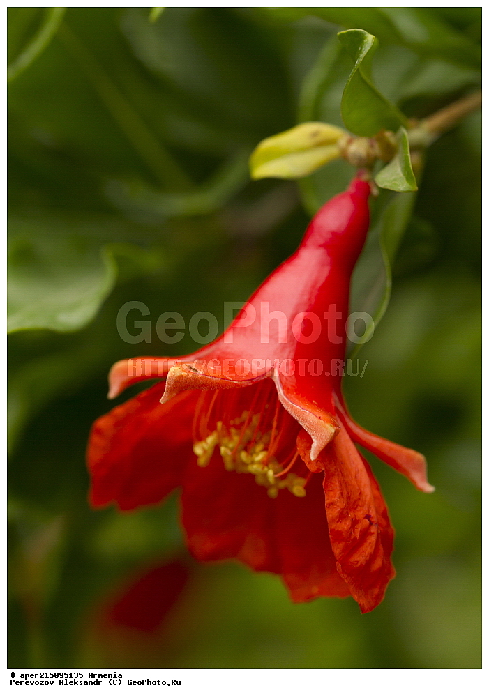  ����� ������, ����������, ���������� �������,, ��������, ��������, ���������, ���������, ���, ����,
���, ��������, ����� ������, ����������, ���������� �������, ������ ��������, �����, ���������� ��������, ������� ��������, ������� ��������, ������, �����, XYZ, �������������, Lythraceae, ������ ������������, ���������� ������, ���������, Punica granatum, ��������������, �������������, ��������������