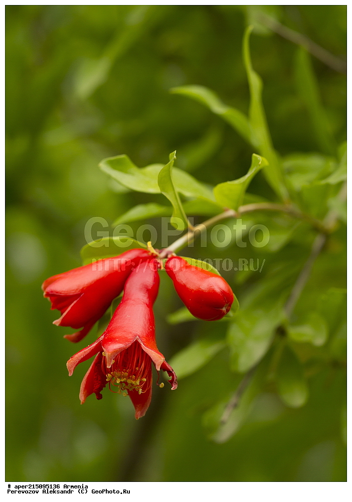  ����� ������, ����������, ���������� �������,, ��������, ��������, ���������, ���������, ���, ����,
���, ��������, ����� ������, ����������, ���������� �������, ������ ��������, �����, ���������� ��������, ������� ��������, ������� ��������, ������, �����, XYZ, �������������, Lythraceae, ������ ������������, ���������� ������, ���������, Punica granatum, ��������������, �������������, ��������������