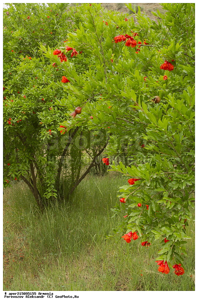  ����� ������, ����������, ���������� �������,, ��������, ��������, ���������, ���������, ���, ����,
���, ��������, ����� ������, ����������, ���������� �������, ������ ��������, �����, ���������� ��������, ������� ��������, ������� ��������, ������, �����, XYZ, �������������, Lythraceae, ������ ������������, ���������� ������, ���������, Punica granatum, ��������������, �������������, ��������������