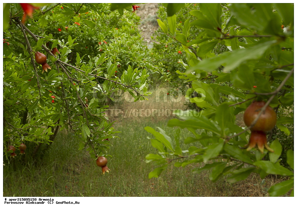  ����� ������, ����������, ���������� �������,, ��������, ��������, ���������, ���������, ���, ����,
���, ��������, ����� ������, ����������, ���������� �������, ������ ��������, �����, ���������� ��������, ������� ��������, ������� ��������, ������, �����, XYZ, �������������, Lythraceae, ������ ������������, ���������� ������, ���������, Punica granatum, ��������������, �������������, ��������������