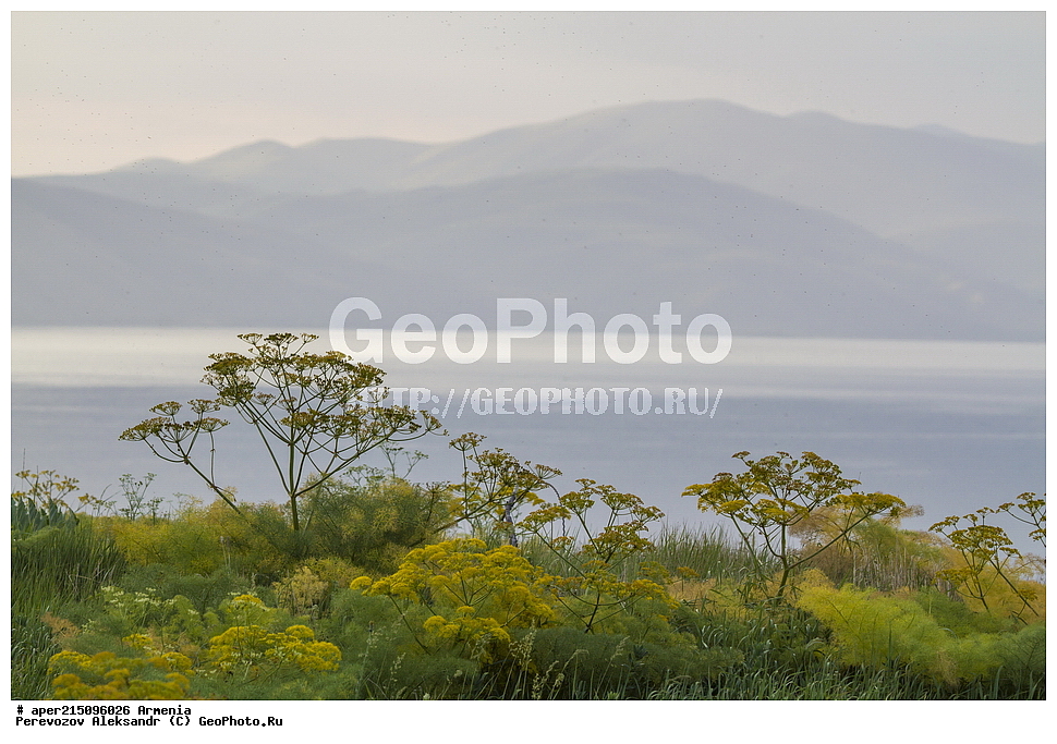  ����� ������, ����������, ���������� �������,, ��������, ��������, ���������, ���������, ���, ����,
����� ����� �����, ����� ������, ����������, ���������� �������, ������ ��������, �����, ���������� ��������, ������������ ��������, ������������ ��������, ������, �����, XYZ, ���������, ������������, ������������, Umbelliferae, Apiaceae, ������� ������������, Prangos ferulacea, Cachrys alata, Cachrys ferulacea, Prangos alata, Prangos biebersteinii, ��������������, �������������, ��������������