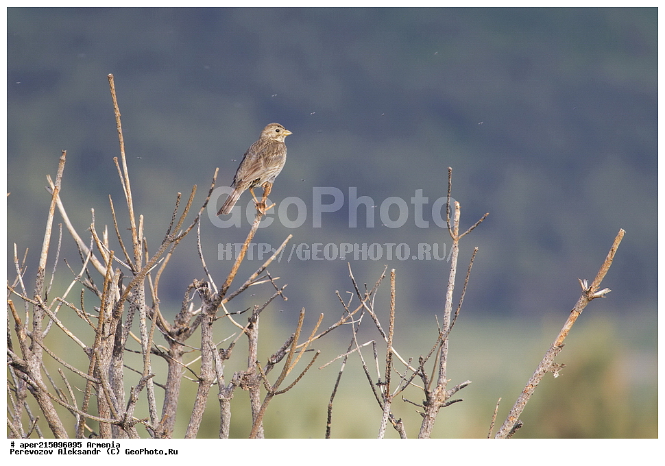 ����� ����� �����, ����� ������, ����������, ���������� �������, ��������, ��������, �����, �����, ��������, �����������, XYZ, ����������, Emberizidae, Emberiza calandra