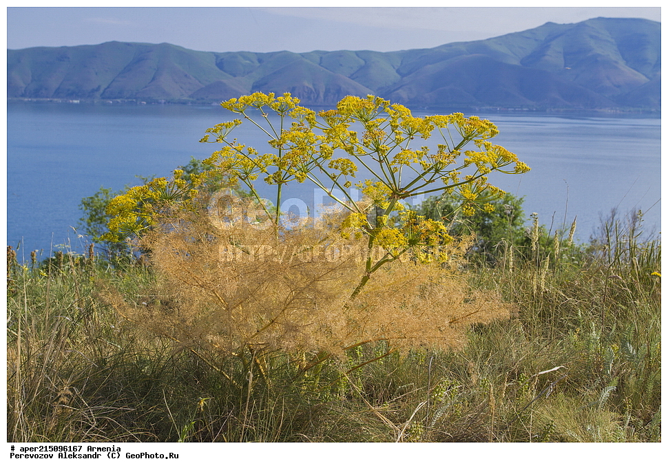  ����� ������, ����������, ���������� �������,, ��������, ��������, ���������, ���������, ���, ����,
����� ����� �����, ����� ������, ����������, ���������� �������, ������ ��������, �����, ���������� ��������, ������������ ��������, ������������ ��������, ������, �����, XYZ, ���������, ������������, ������������, Umbelliferae, Apiaceae, ������� ������������, Prangos ferulacea, Cachrys alata, Cachrys ferulacea, Prangos alata, Prangos biebersteinii, ��������������, �������������, ��������������