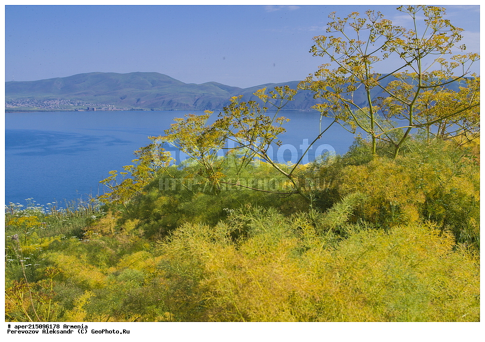  ����� ������, ����������, ���������� �������,, ��������, ��������, ���������, ���������, ���, ����,
����� ����� �����, ����� ������, ����������, ���������� �������, ������ ��������, �����, ���������� ��������, ������������ ��������, ������������ ��������, ������, �����, XYZ, ���������, ������������, ������������, Umbelliferae, Apiaceae, ������� ������������, Prangos ferulacea, Cachrys alata, Cachrys ferulacea, Prangos alata, Prangos biebersteinii, ��������������, �������������, ��������������