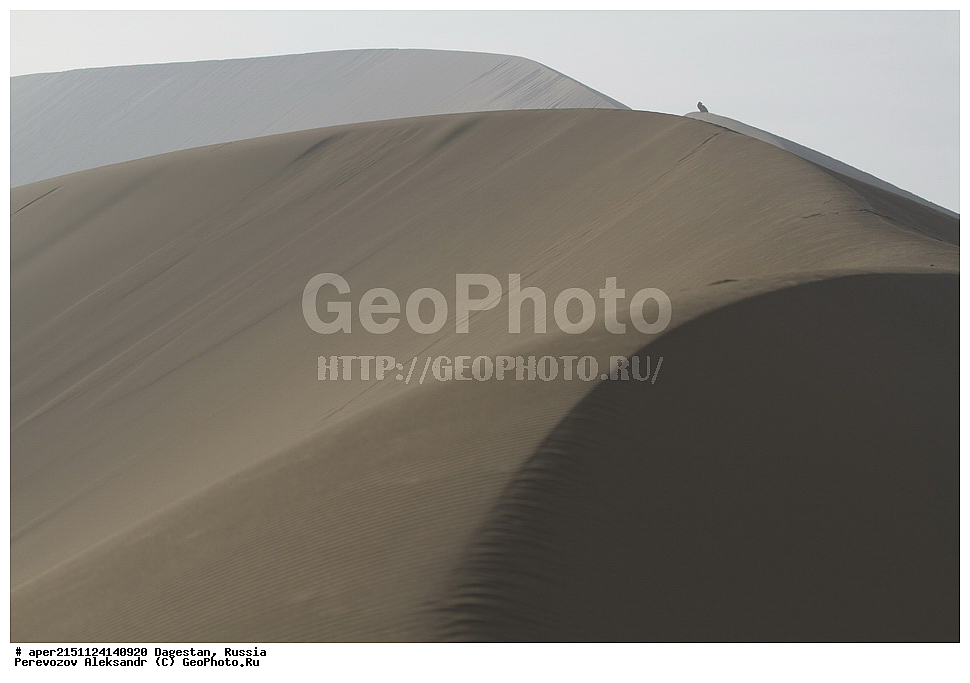  ����������� ������, ������������ ����������, ��������, ������, ��������, ��������, ������ �����, ������ �����, ��������, �����������, XYZ, ����������, Accipitridae, ׸���� ����, ������ ����, ����� ����, Aegypius monachus