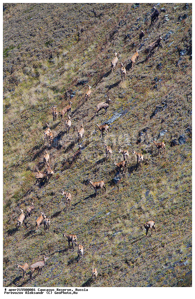 ������������� ����, ���������� ������, ���������-���������� ����������, ������, ���, ������, �������� ������, ���������� ��������������� ����������, ���������� ��������������� ��������� ���������� ���������� ����� �. �. �����������, ��������, ��������, �������������, �������������, �����, �����, XYZ, ���������, Bovidae, ���������� �����, Rupicapra rupicapra caucasica, �����, ׸���� ����, ������ �����, Rupicapra rupicapra �����. ������ �����, ������